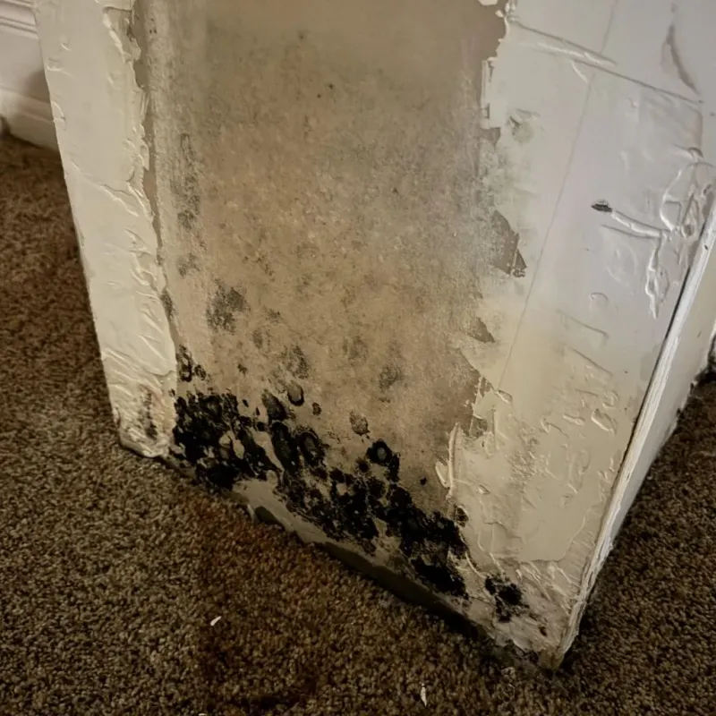 Professional Mold Removal in Kearns, UT